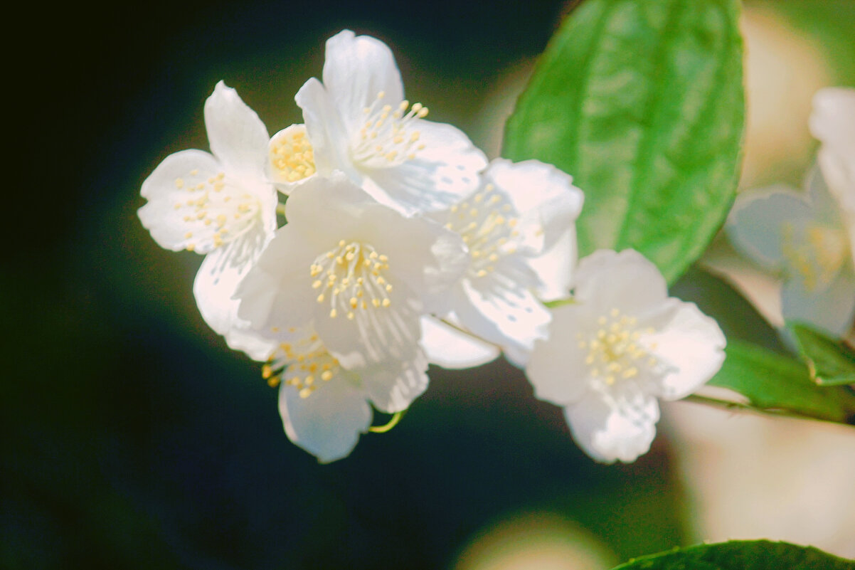 Цветок Жасмина - Сергей Кочнев