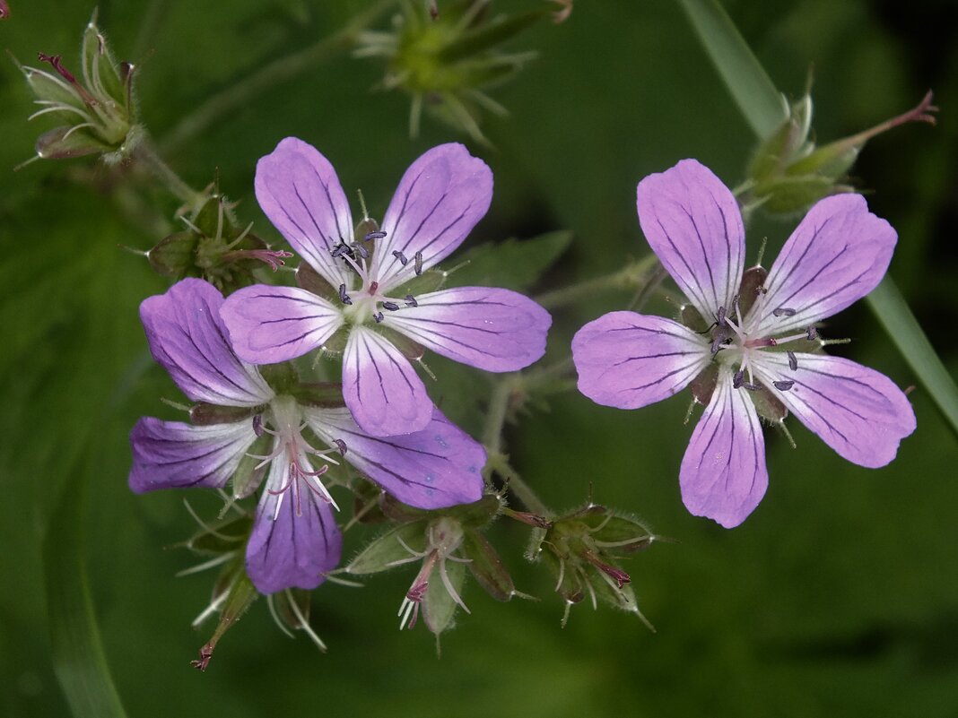 *** - Зоя Мишина