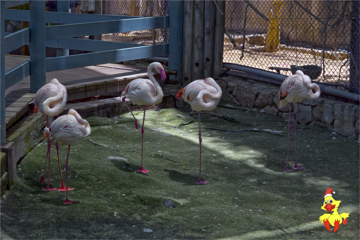 Хайфа 06,2025году - ujgcvbif 