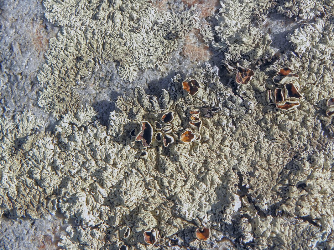 На отливе - Andy 