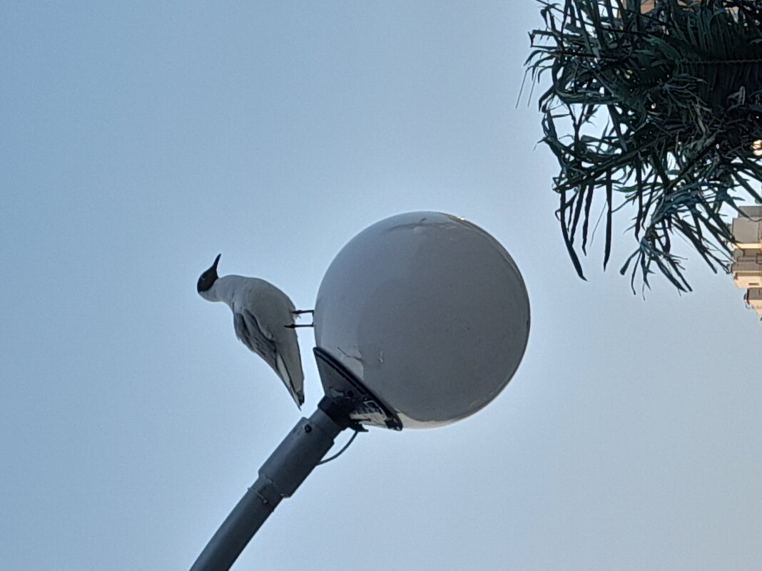 на посту - Ирина Лесиканич