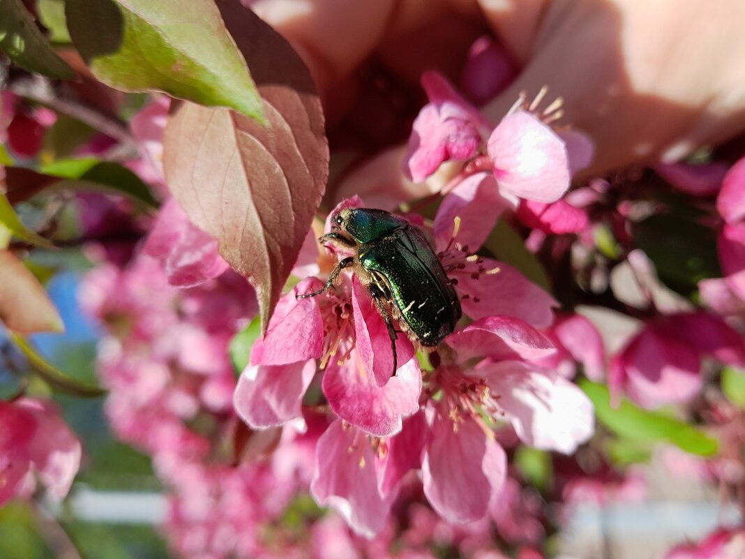 просто жук) - Ирина Лесиканич