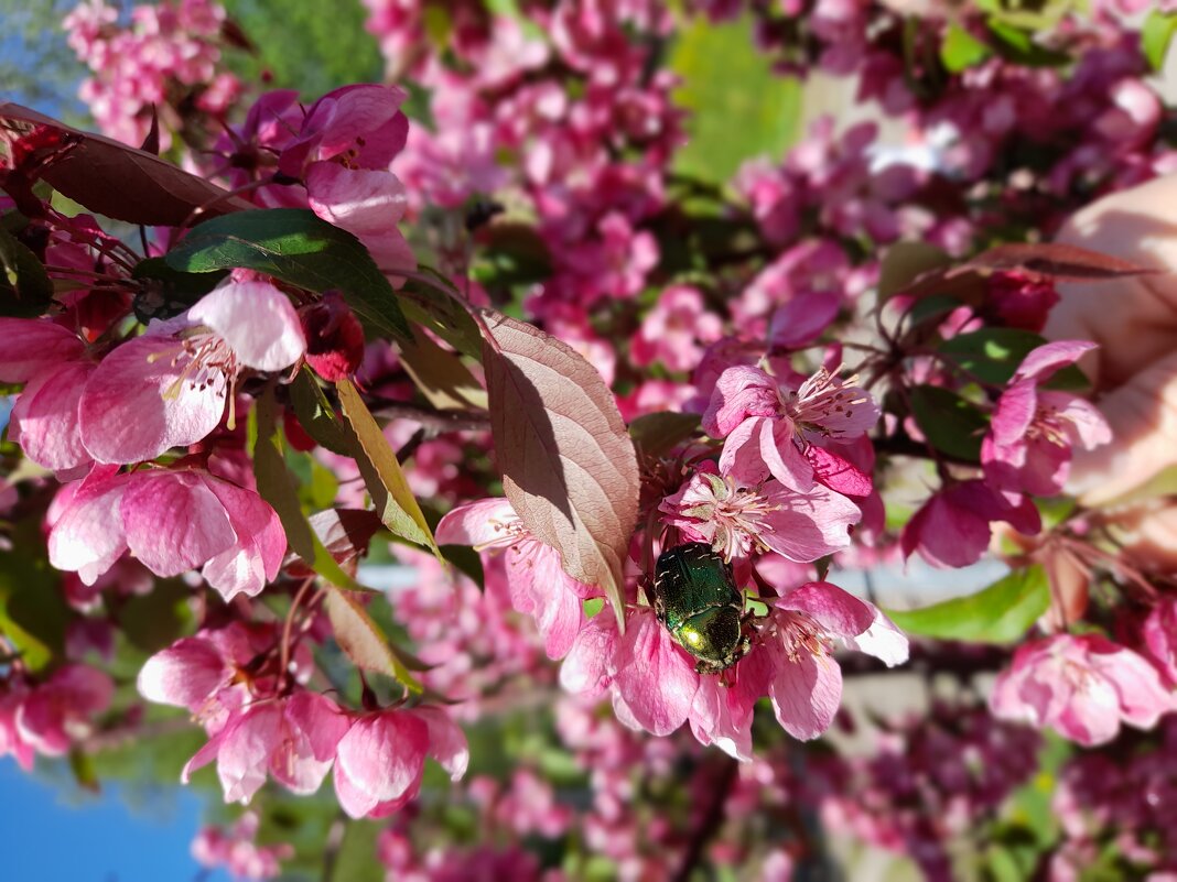 весна - Ирина Лесиканич