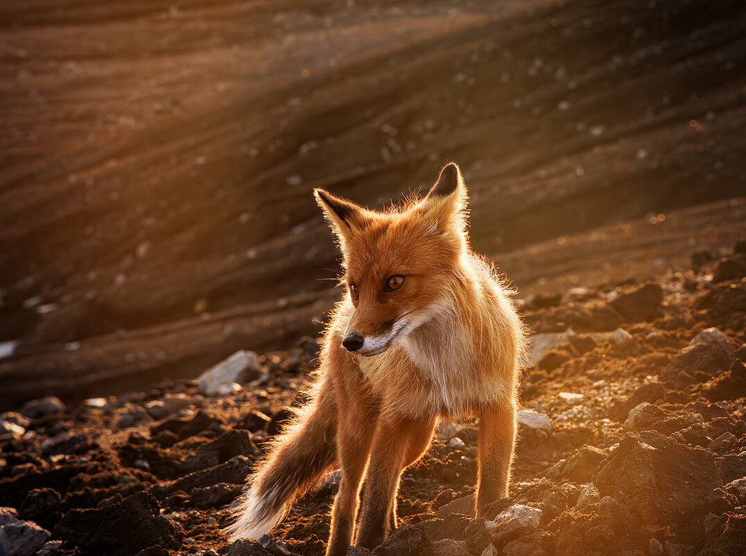 Лисичка - Sergey38 