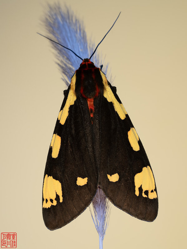 Медведица-хозяйка - Станислав С.