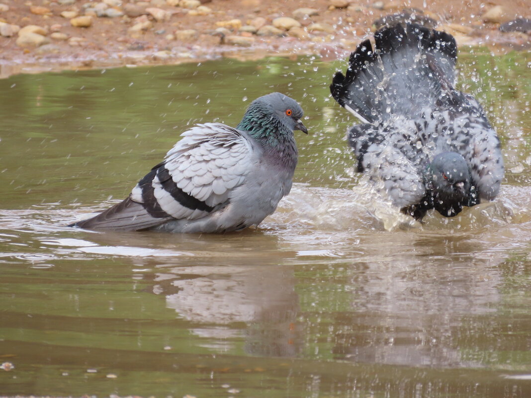 Банька - Ольга Митрофанова Банька - Ольга Митрофанова