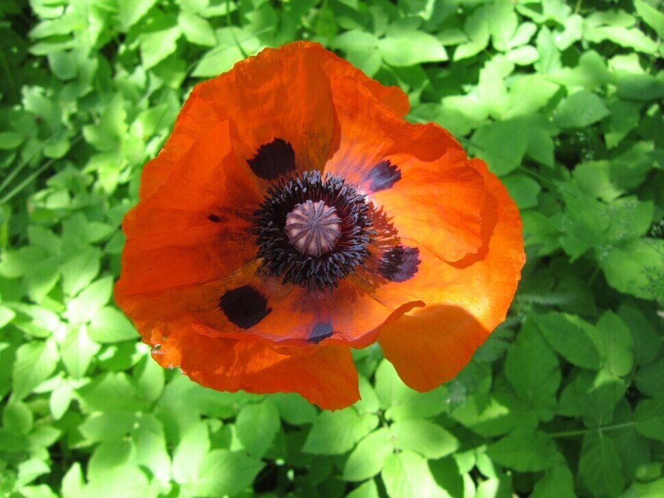 Красный мак - Дмитрий Никитин