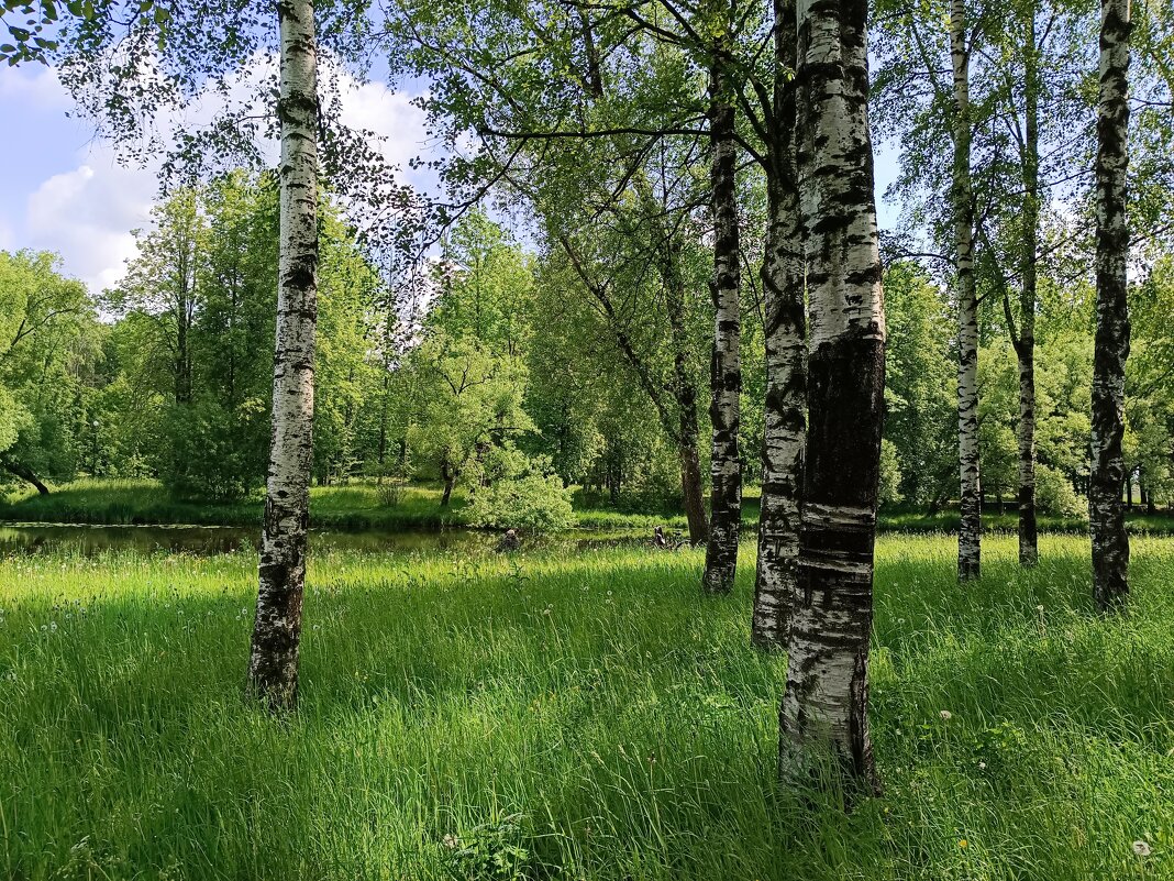 Летний мотив - Мария Васильева