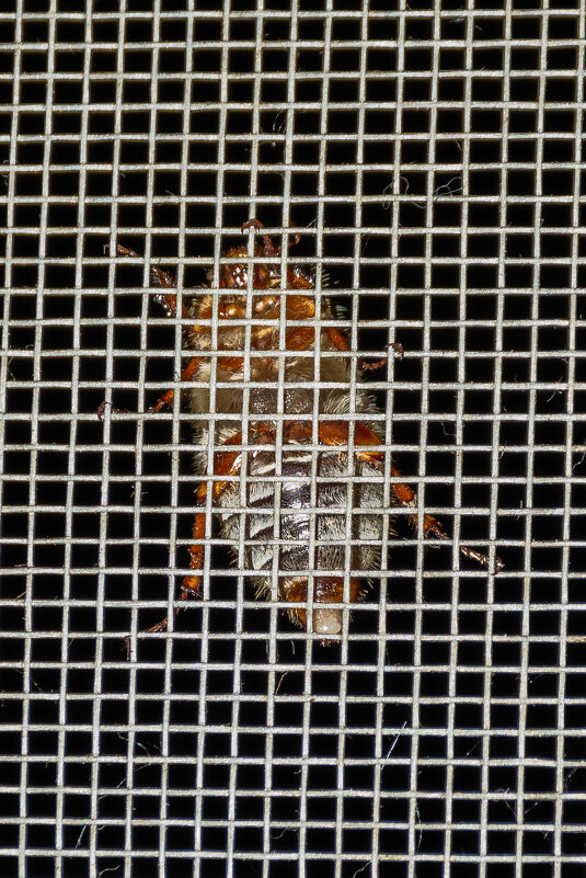 За решеткой! - Владимир VS