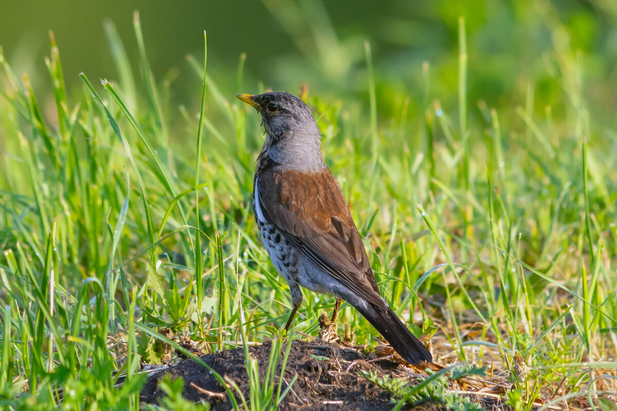 ** - Виталий Емельянов