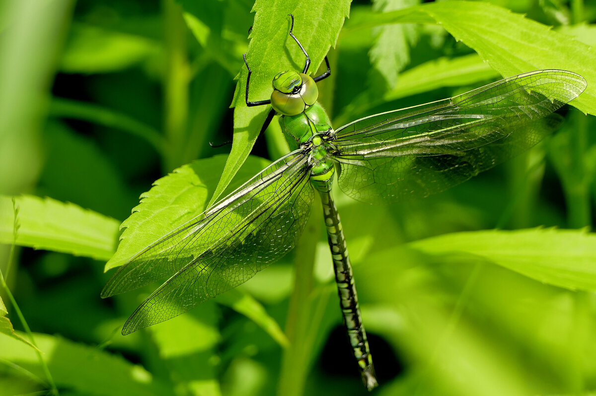 из снятого вчера 3 - Александр Прокудин
