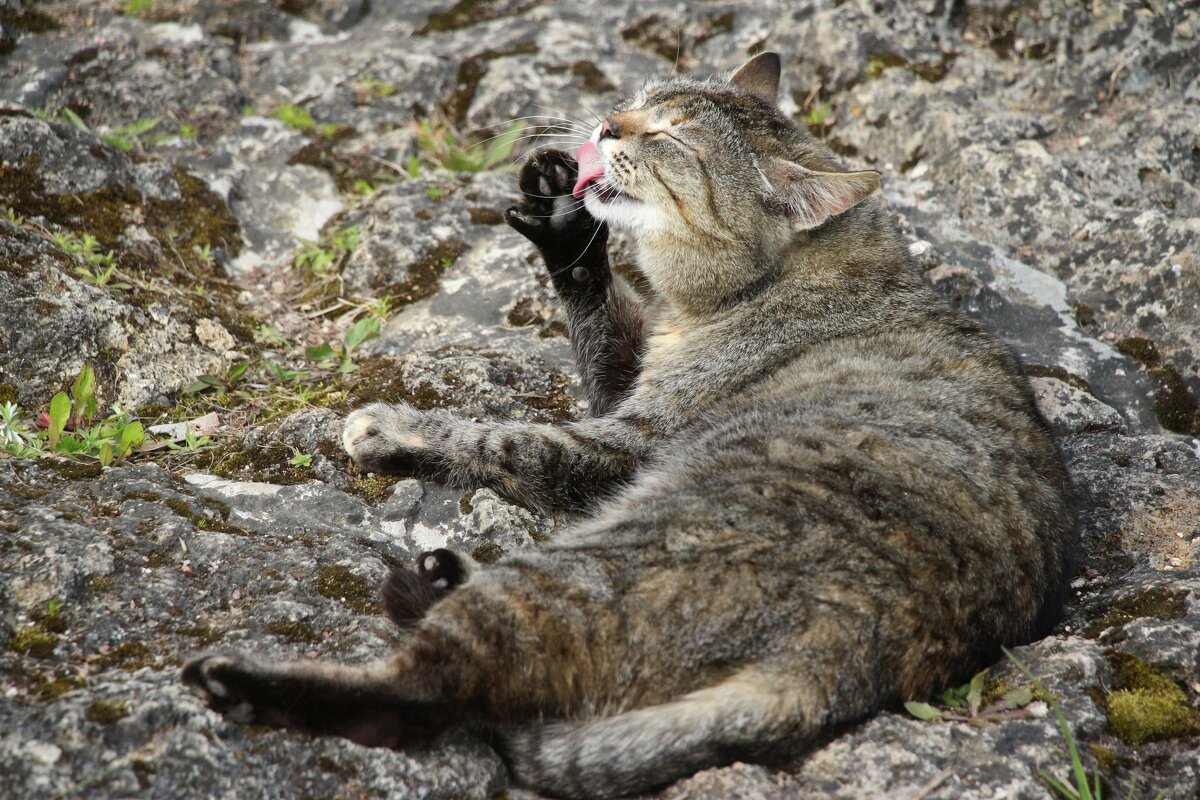 *** - Наталья Герасимова