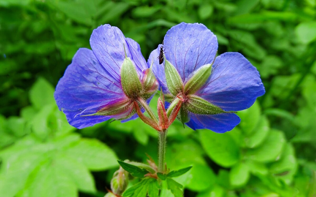 Городские цветы - Милешкин Владимир Алексеевич 