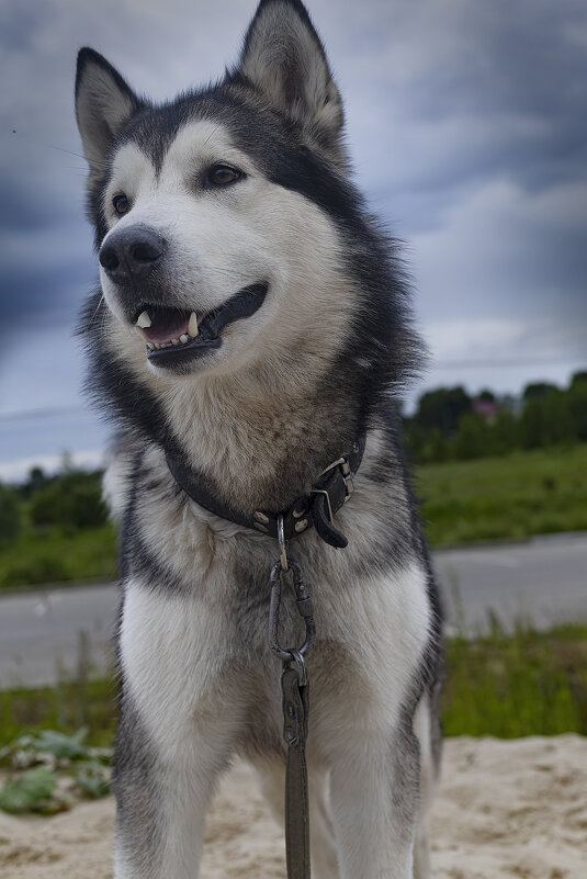 Ярик. - leff Postnov Ярик. - leff Postnov