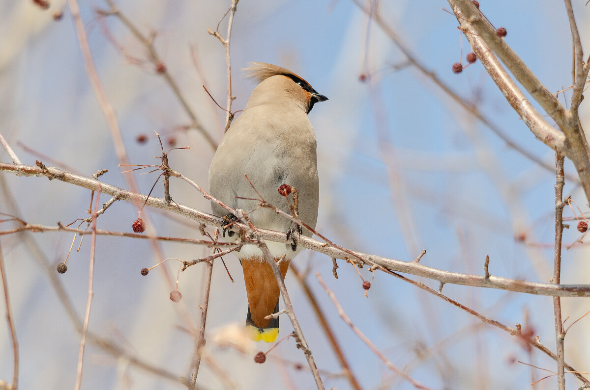 Свиристель. - Виктор Иванович Чернюк Свиристель. - Виктор Иванович Чернюк