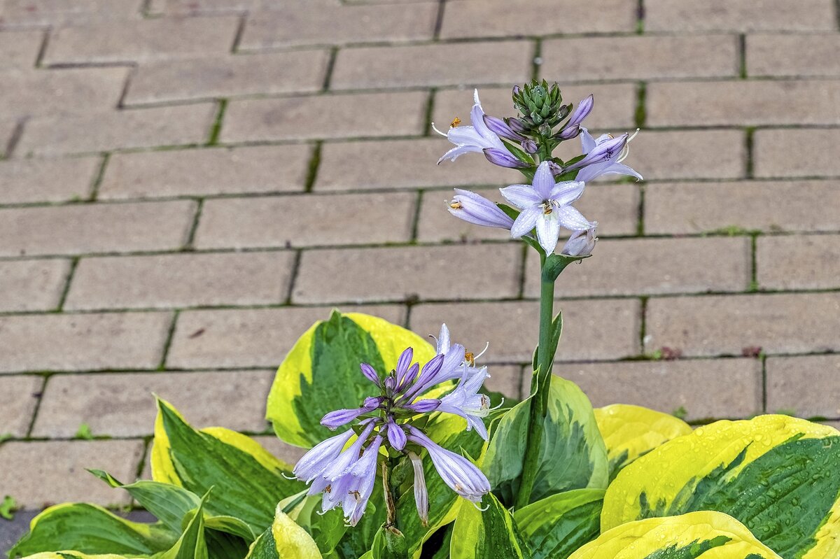 Хоста символизирует непорочную чистоту и верность - Валерий Иванович