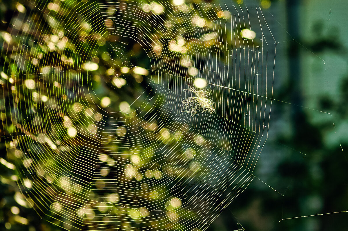 Солнечные нити. - Игорь Викторов