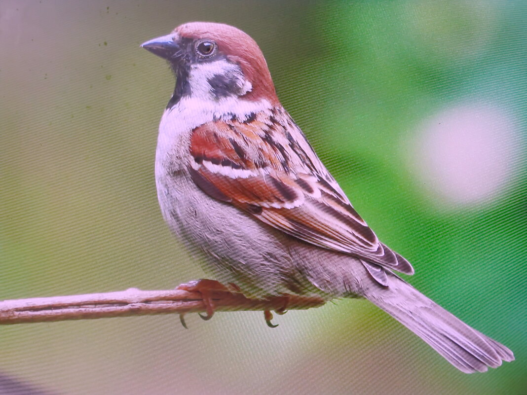 Воробей прилетел - Людмила Смородинская Воробей прилетел - Людмила Смородинская