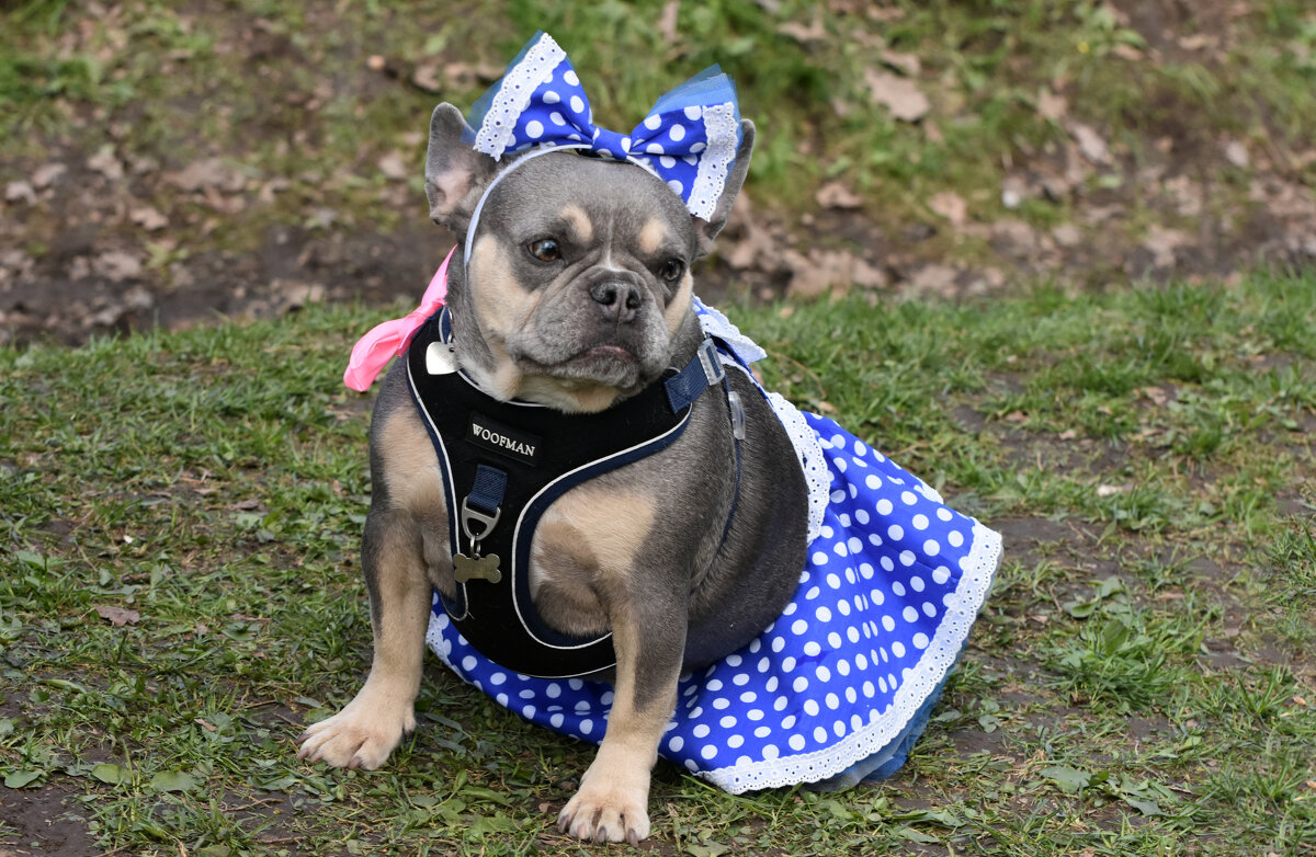 Москва. Парад французских бульдогов в усадьбе «Воронцово». - Наташа *****