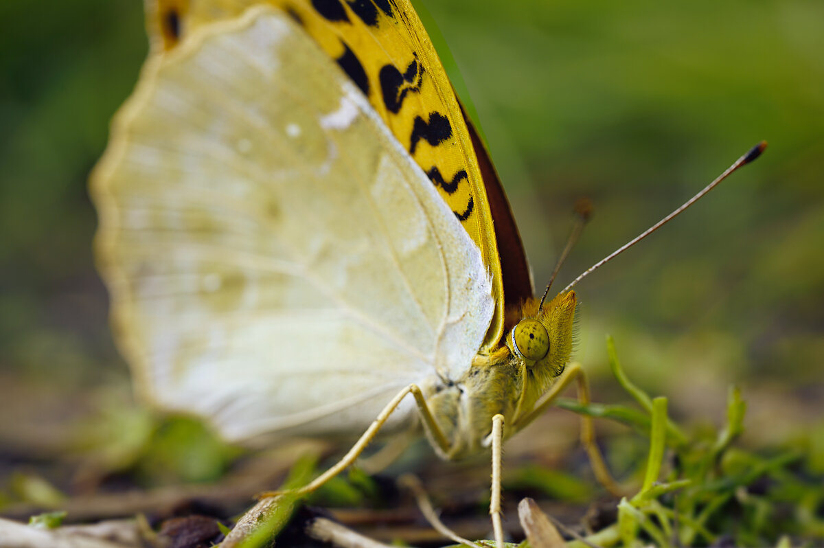 Бабочка - Эдуард Куклин