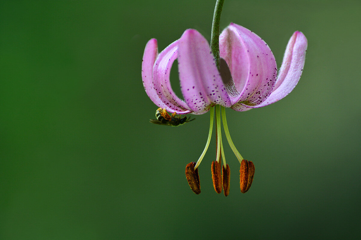 Саранка - Геннадий Супрун
