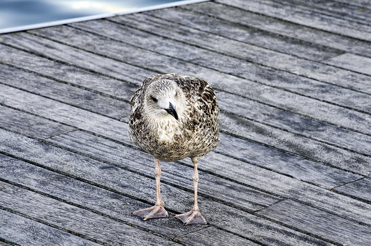 Вот такое "чудо в перьях" - Alexandеr P