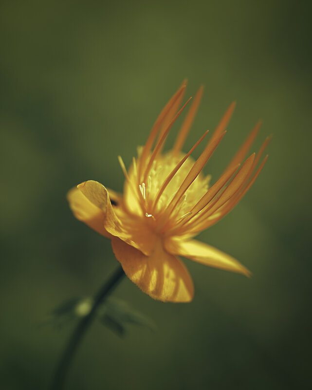 Цветок - Эдуард Куклин