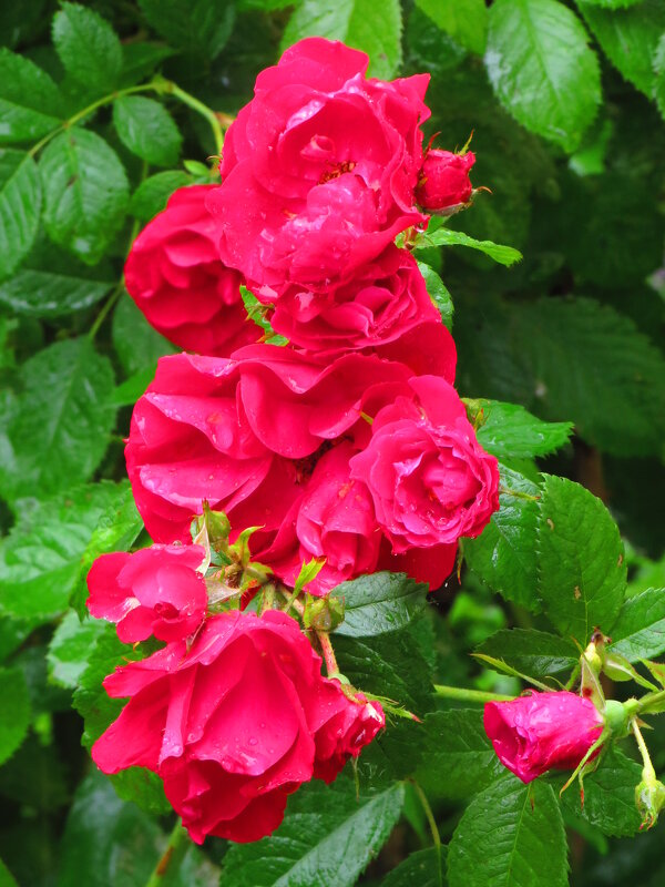 Плетистая роза - Андрей Снегерёв