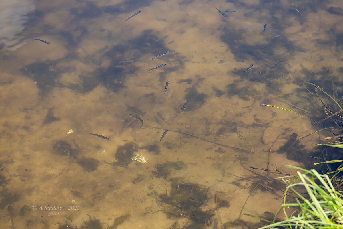 Мальки в воде - Александр Синдерёв