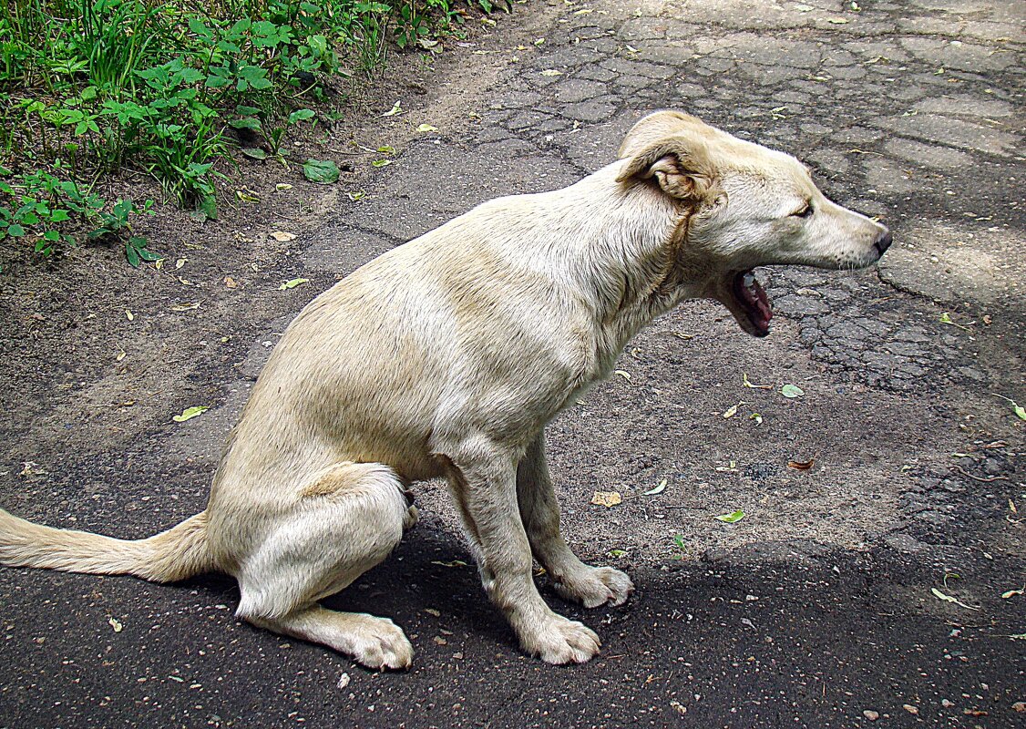 Провожающий зевака,,,) - Анатолий Колосов