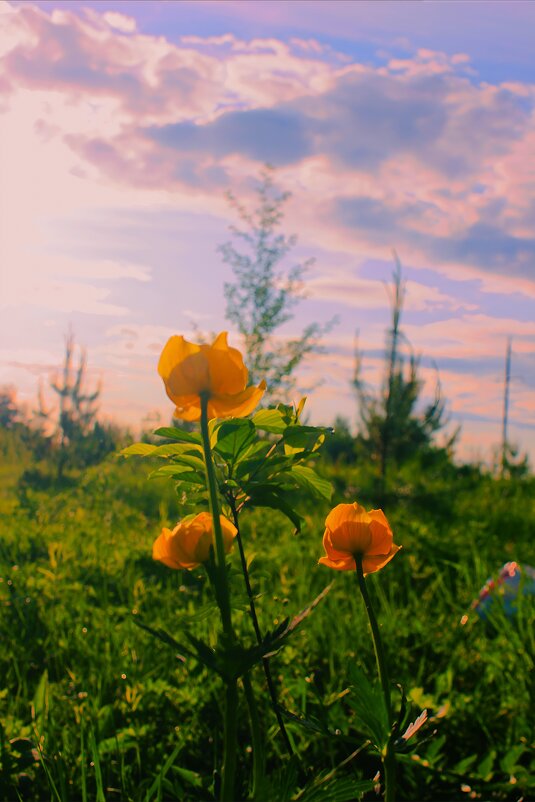 Купальница - Сергей Кочнев