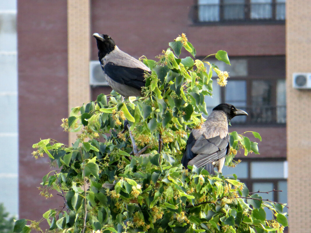 Липа цветёт, воронам нравится... - Татьяна Львова