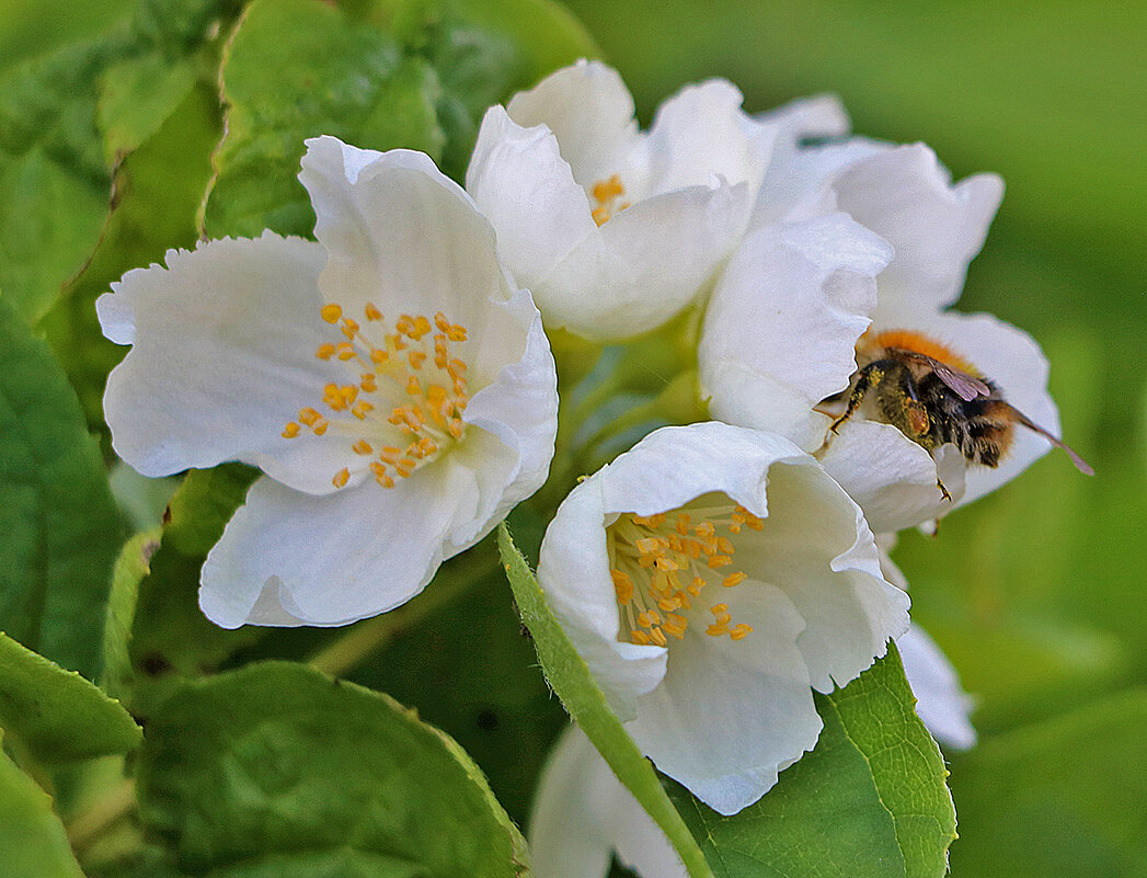 Чубушник - Светлана Чубушник - Светлана