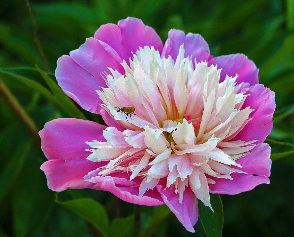 Гость - Светлана 