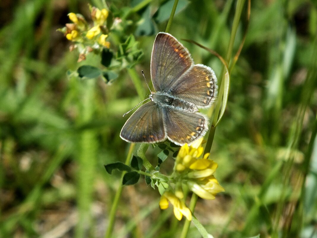 **** - Зоя Мишина **** - Зоя Мишина