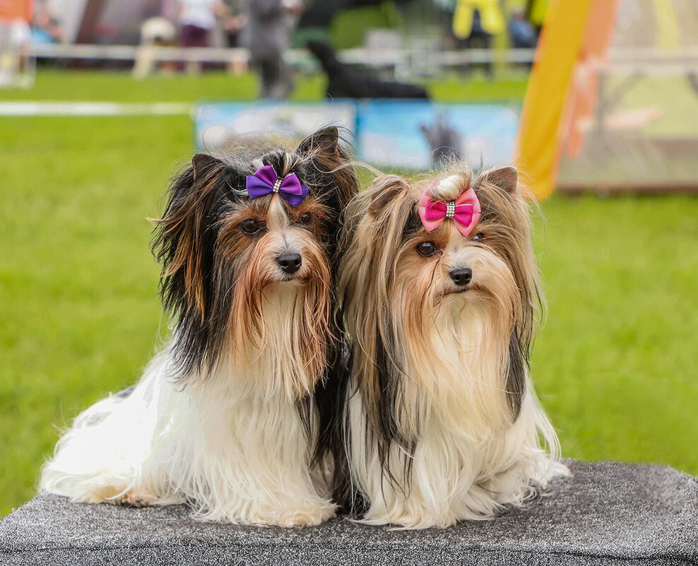 Парочка - Анатолий Шумилин