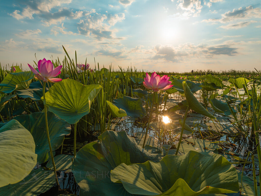 Лето на Волге - Фёдор. Лашков