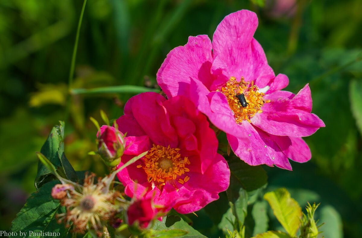 Палитра июня... - Владимир Жданов Палитра июня... - Владимир Жданов