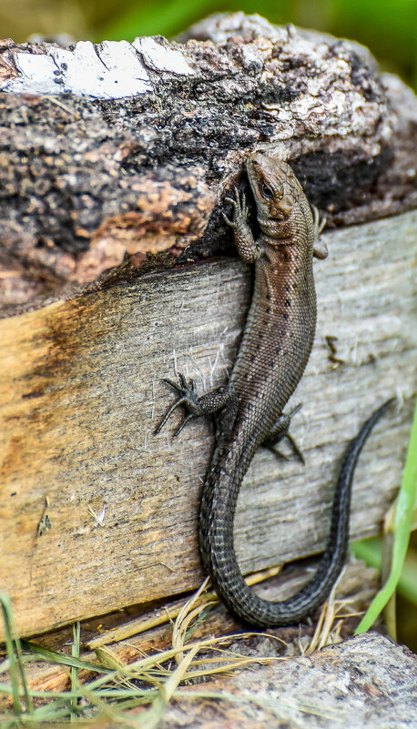 *** - Михаил. М.