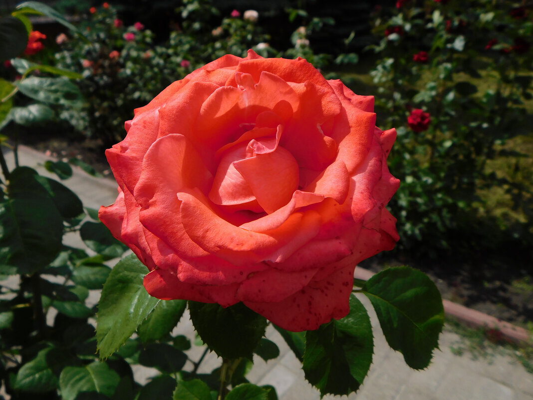 Роза чайно-гибридная - Наиля 