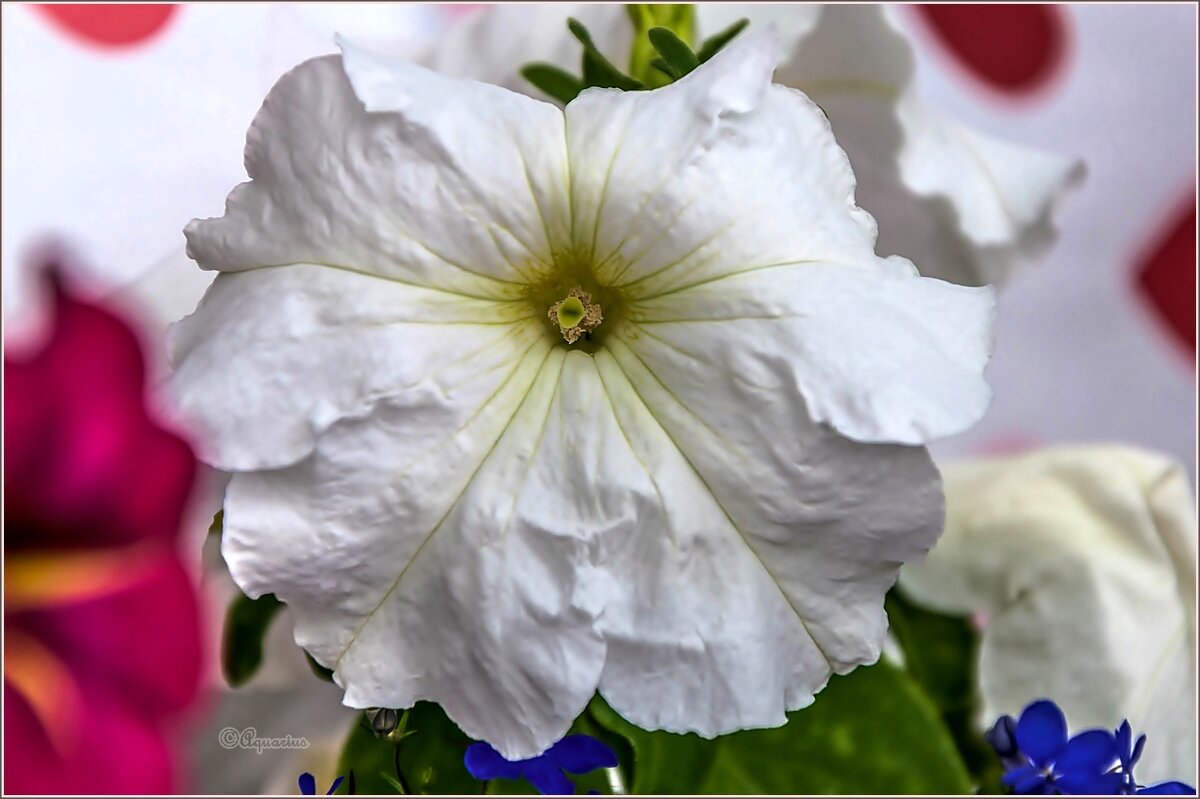 Про цветы - Aquarius - Сергей