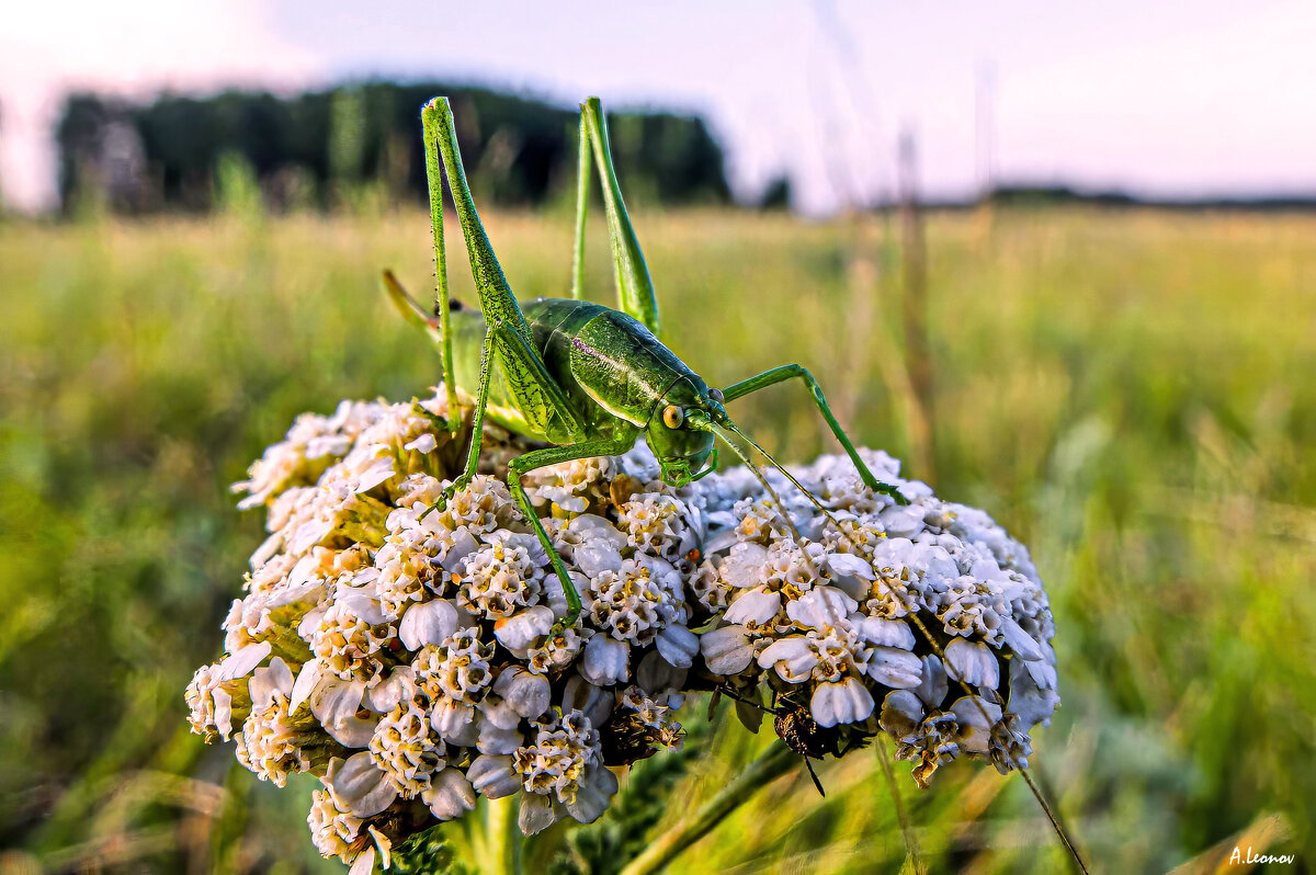 Коленками назад - Александр Леонов