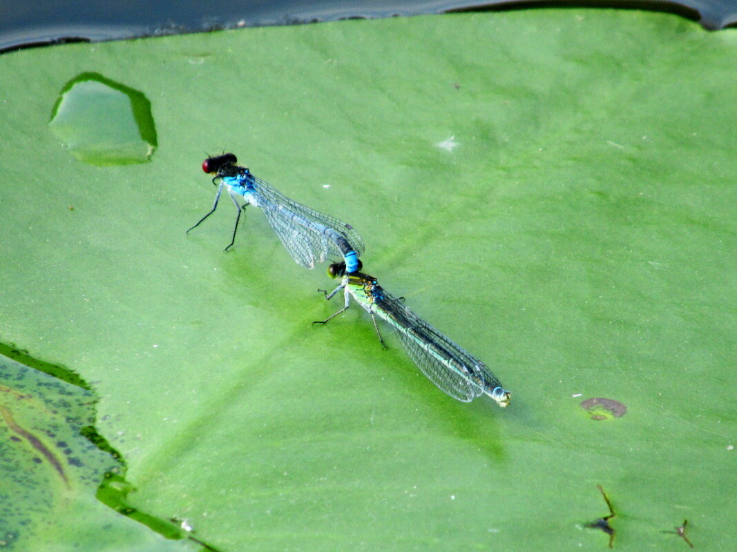 Начало любви - Александр Чеботарь