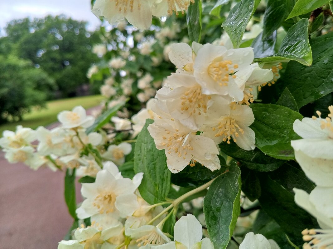 Чубушник - Сапсан 