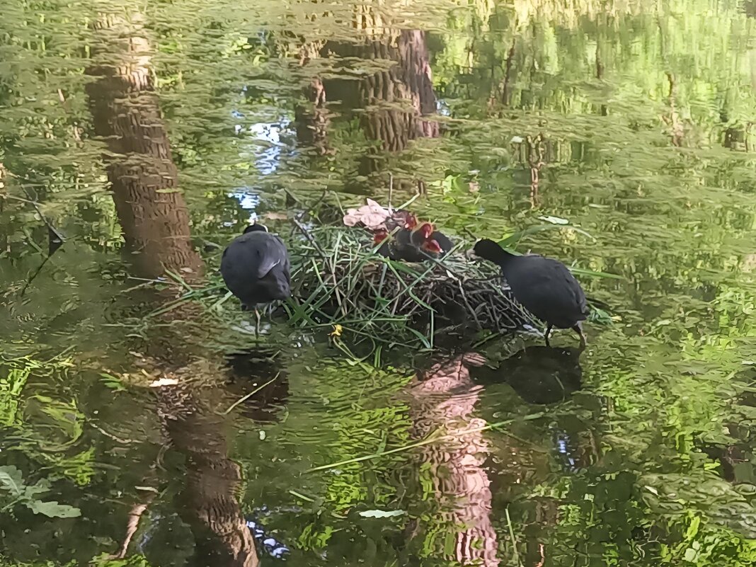 Лысухи - Сапсан 