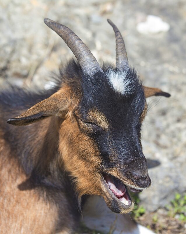 Разговорчивая - Светлана Тихонина