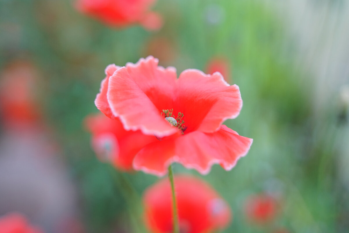 **** - Иван Литвинов **** - Иван Литвинов