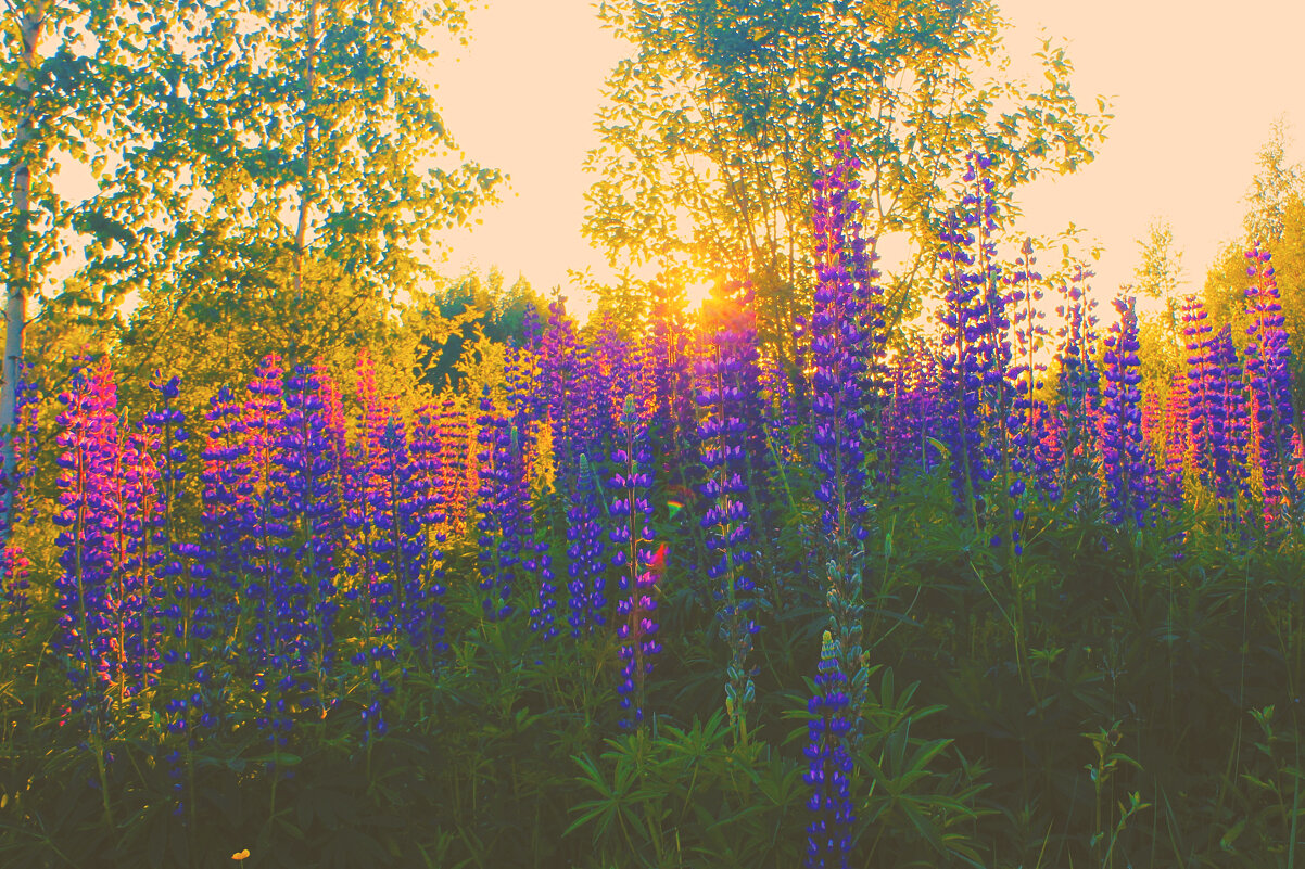 Люпины - Сергей Кочнев