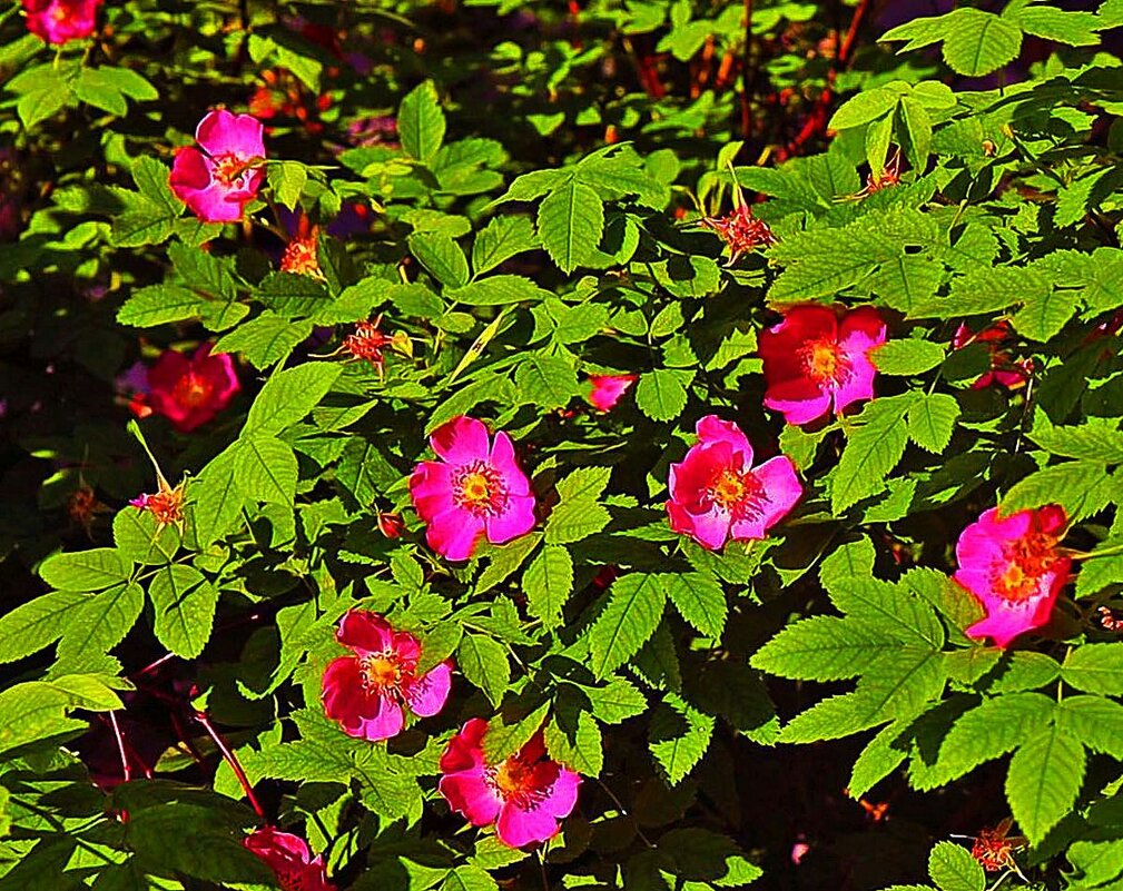 Июнь...Шиповниковое панно! - Владимир 