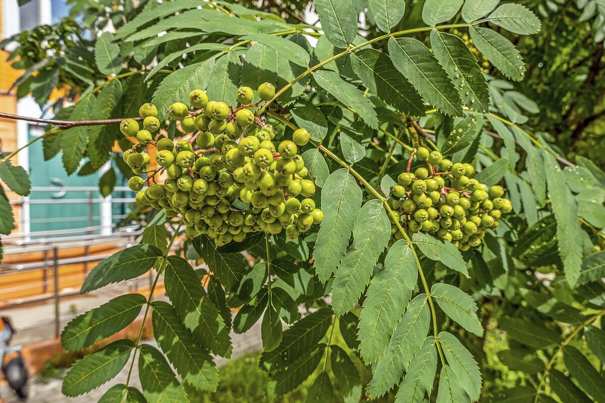 Скоро созреет - Валерий Иванович Скоро созреет - Валерий Иванович